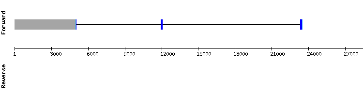 gene structure