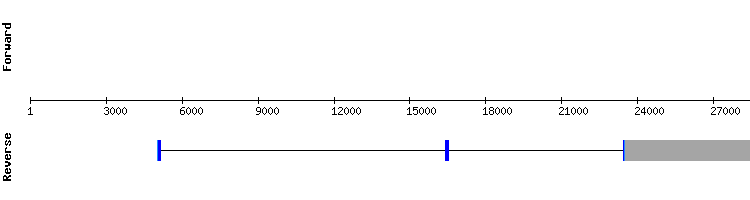 gene structure
