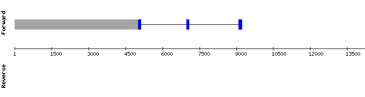 gene structure