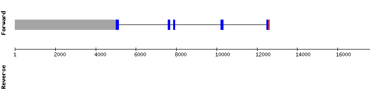 gene structure