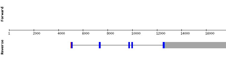 gene structure