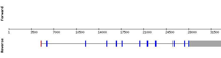 gene structure