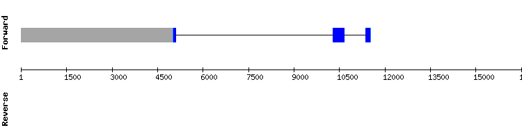gene structure