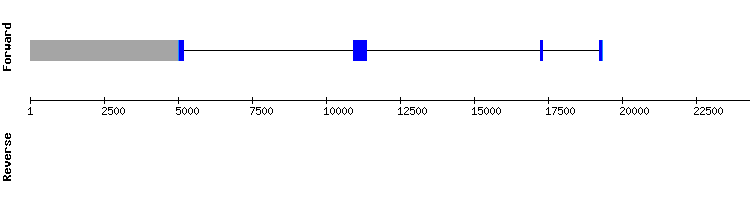 gene structure