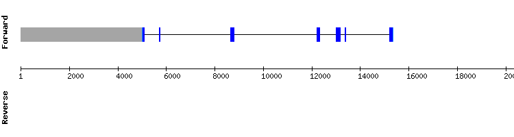 gene structure