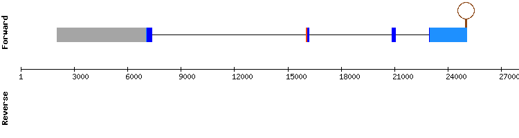 gene structure