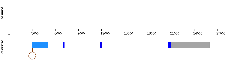 gene structure