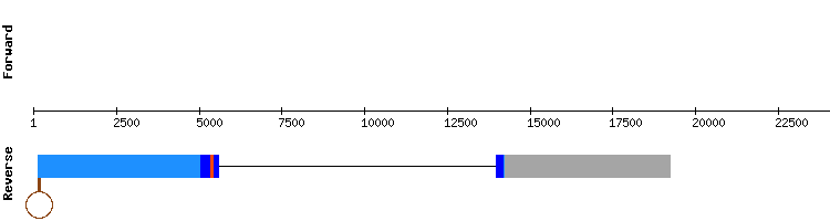 gene structure
