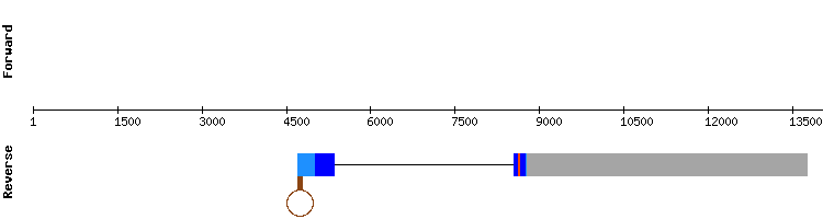 gene structure