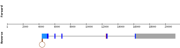 gene structure