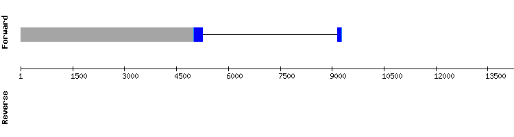 gene structure