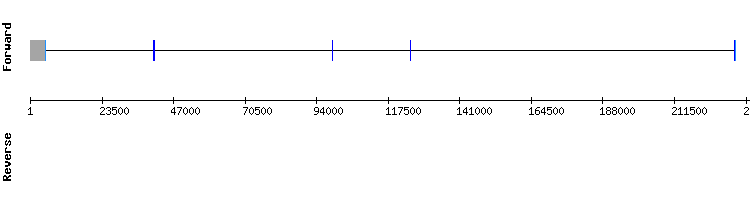 gene structure