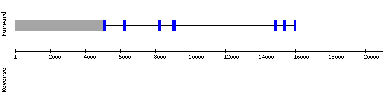 gene structure