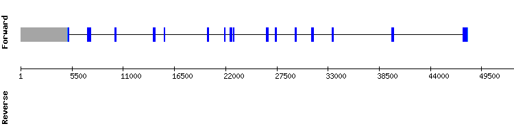 gene structure