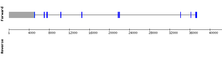 gene structure