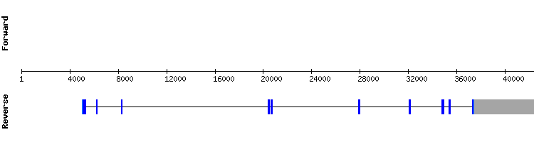 gene structure