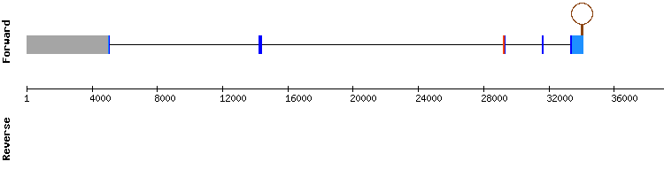 gene structure