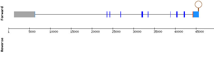 gene structure