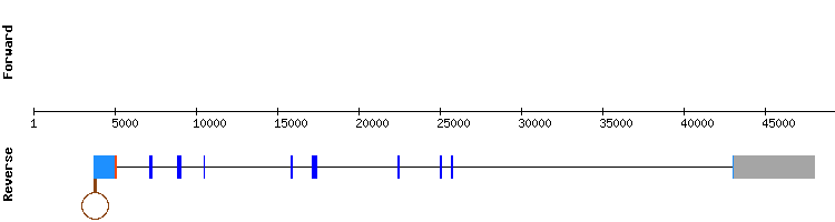 gene structure