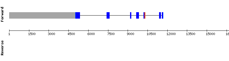 gene structure
