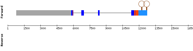 gene structure