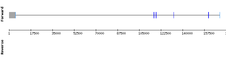 gene structure