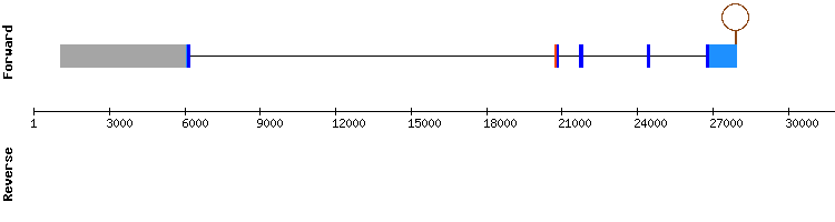 gene structure