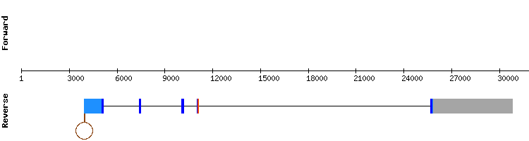 gene structure