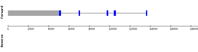 gene structure