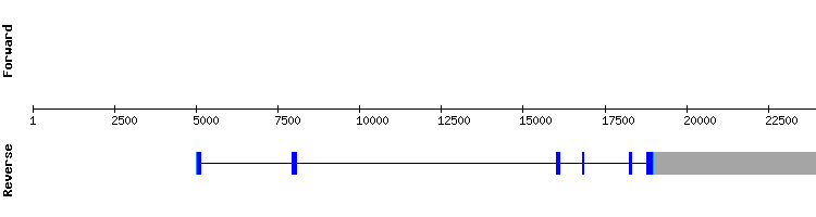 gene structure