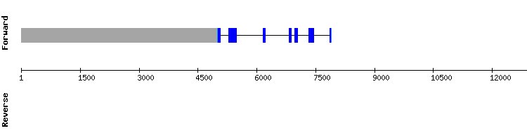 gene structure