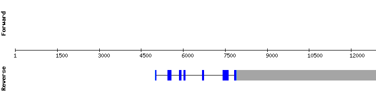 gene structure