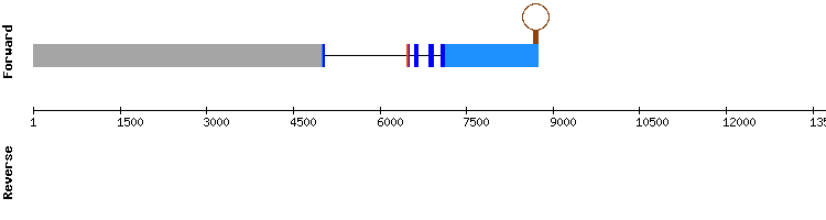gene structure