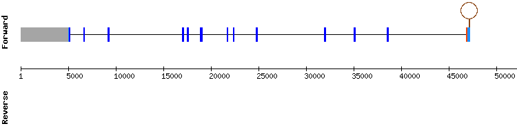 gene structure