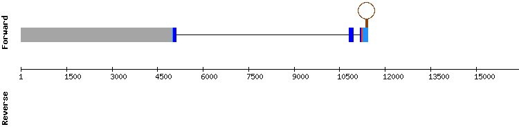 gene structure