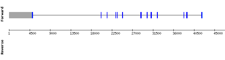 gene structure