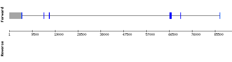 gene structure