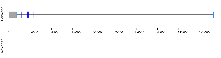 gene structure