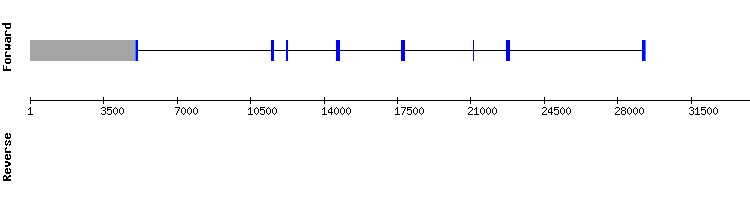 gene structure