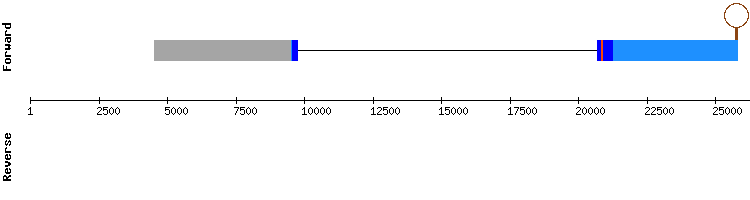 gene structure