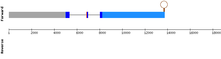 gene structure