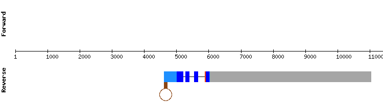 gene structure