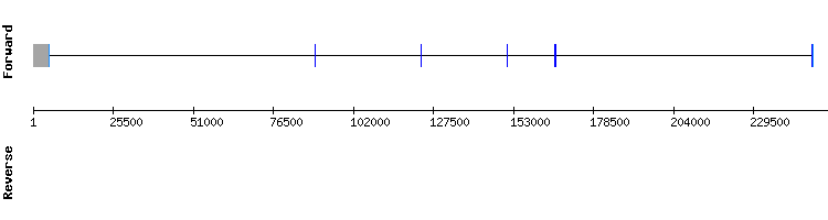 gene structure