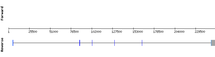 gene structure