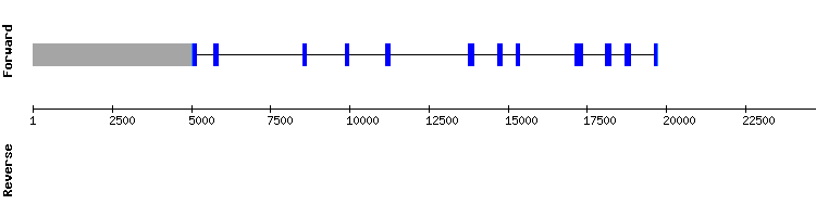 gene structure