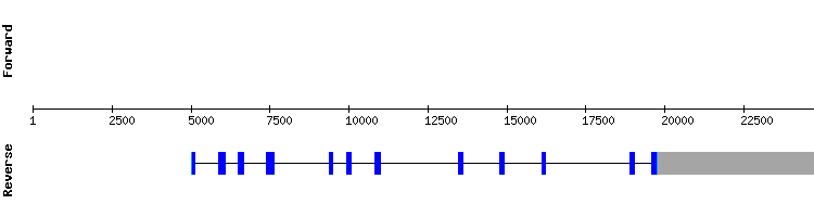gene structure
