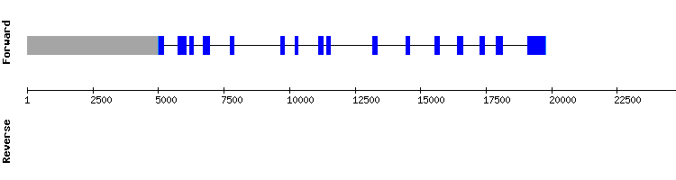gene structure