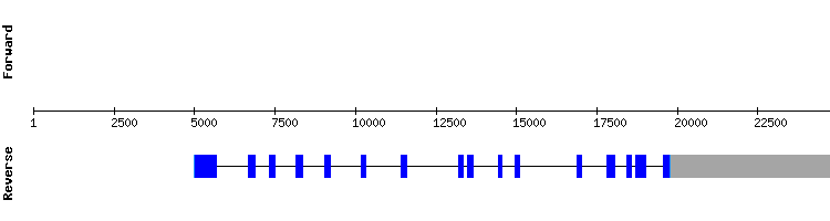 gene structure