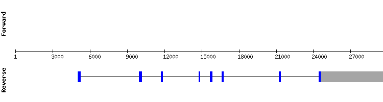 gene structure