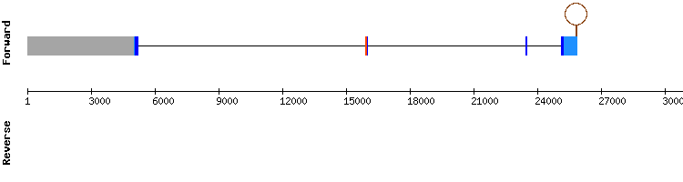 gene structure